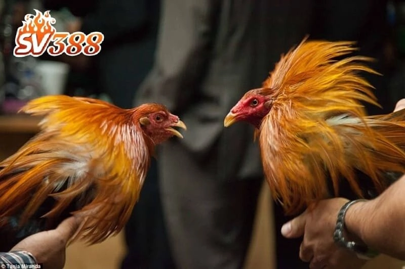 da ga thomo da ga thomo